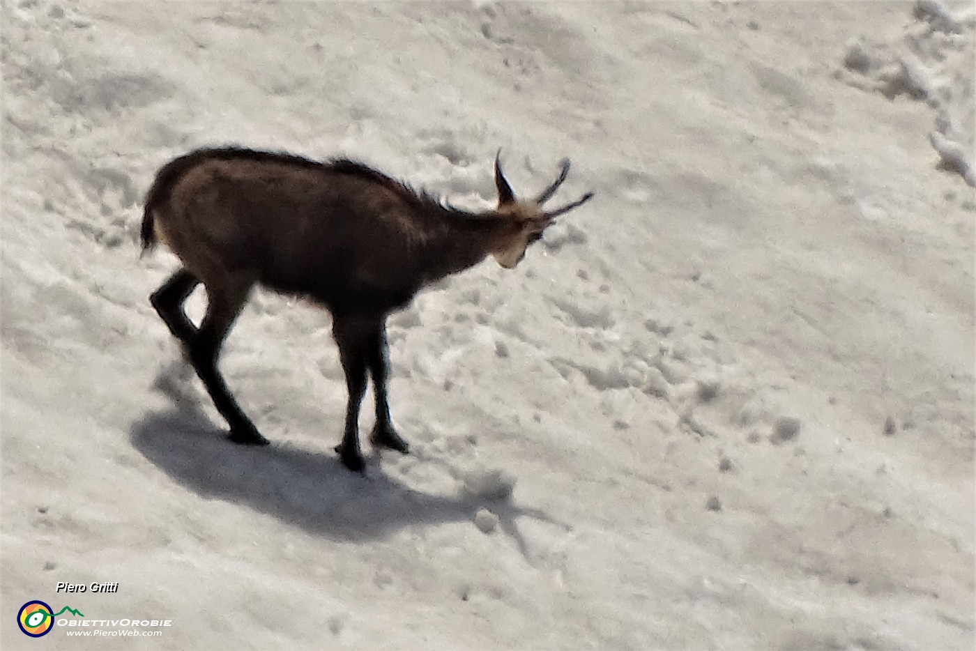 67  Camosci si rinfrescano e giocano sulla neve (maxi zoom).JPG
